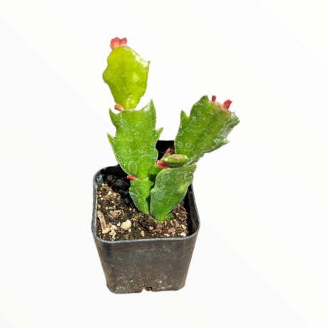 Schlumbergera truncata קקטוס חג ההודיה