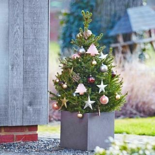 עץ חג המולד טרי - אשוח נורבגי בעציץ 60-80 ס" מ - צוואה גמד + למשלוח מיידי