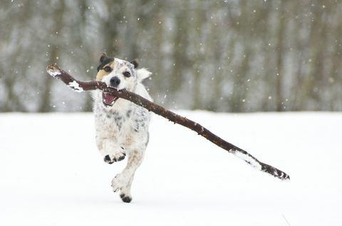 ג'ק ראסל רץ עם מקל בשלג