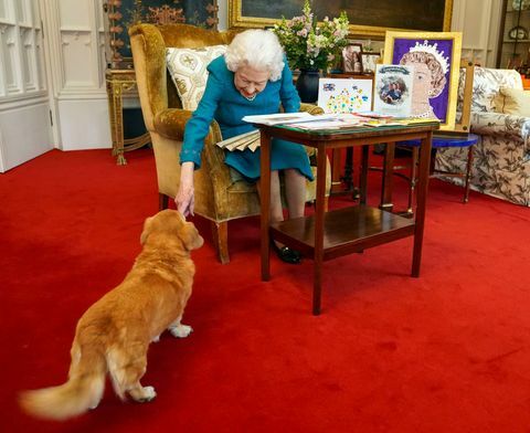 וינדזור, אנגליה בפברואר 04 למלכה אליזבת השנייה מצטרפת אחד הכלבים שלה, דורגי שנקרא סוכריות, כשהיא צופה בתצוגה של מזכרות מהזהב והפלטינה שלה יובל בחדר האלון בטירת וינדזור ב-4 בפברואר 2022 בווינדזור, אנגליה, המלכה נסעה מאז לאחוזת סנדרינגהם שלה, שם היא מבלה באופן מסורתי יום השנה להצטרפותה לכס המלכות 6 בפברואר, יום נוקב שכן הוא התאריך שבו מת אביה המלך ג'ורג' וי בשנת 1952 תמונה מאת סטיב פרסונס wpa poolgetty תמונות