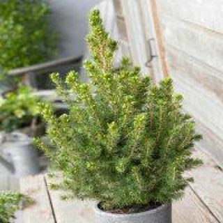 Picea glauca Conica - אשוח אלברטה ננסי