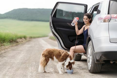 אישה לטינית צעירה יושבת במכוניתה עם דלת פתוחה בכביש באזור הכפרי וכלב שותה מים מקערה