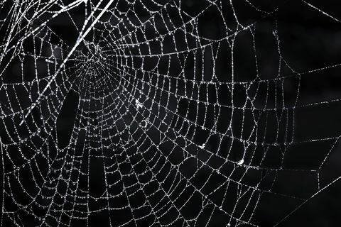 רשת עכביש עם טל