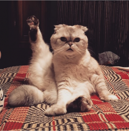 אוליביה בנסון - החתול של טיילור סוויפט - השווה את השוק