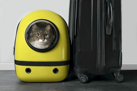 חתול במנשא חתול צהוב ליד המזוודה