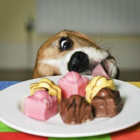 כלב שמנסה ללקק צלחת של עוגות צרפתיות מפוארות