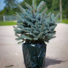 עץ חג המולד טרי יוקרתי - עציץ אשוח כחול (Picea pungens glauca) - למשלוח מיידי