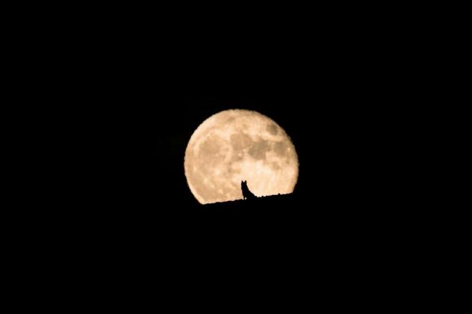 צללית של כלב זאב צופה בירח המלא עולה, ירח מלא וצללית, צילום חיות מחמד, ליל כל הקדושים