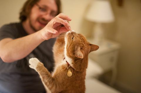 גבר מאכיל חתול ג'ינג'י בפינוק מידו, הפוקוס הוא על החתול וביד הגבר