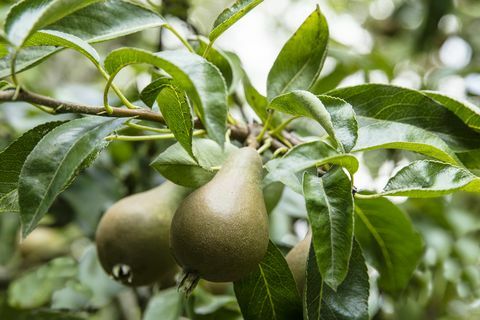 למכירה בית סומרסט עם גנים מפוארים