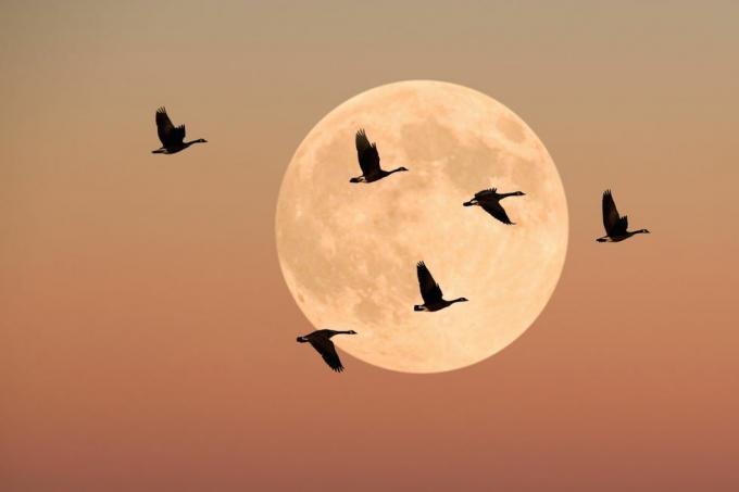 אווזי קנדה במעוף, בין ערביים, על פני הירח המלא