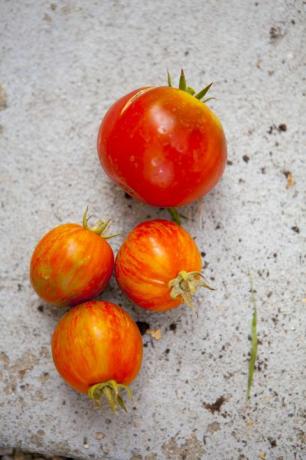 צילום מקרוב של עגבניות טריות על בטון