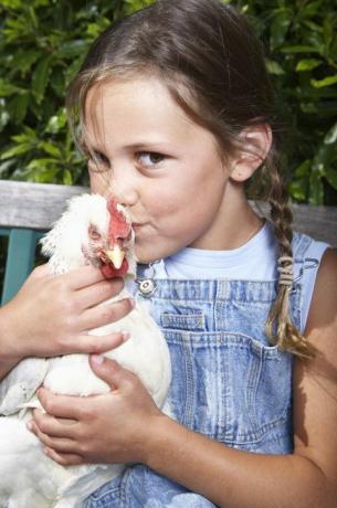 CDC מזהיר מפני תרנגולות מתנשקות