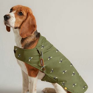 מעיל כלב בשעווה ירוק זית 