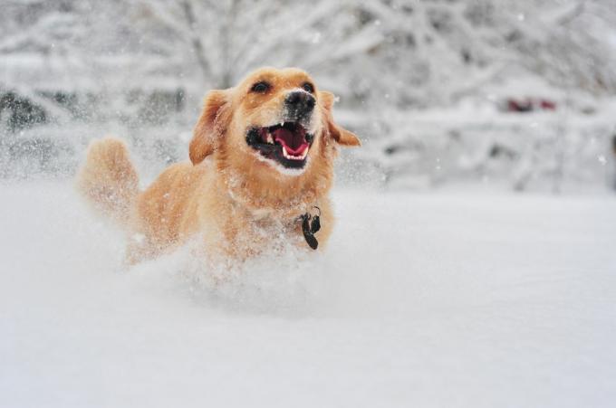 כלב גולדן רטריבר רץ על שלג טרי