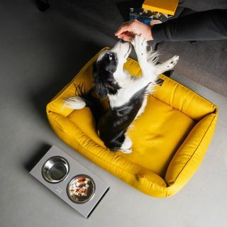 YELLOW מיטת כלבים עם כיסוי נשלף קן כלבים בהיר MUSTARD XS - מחצלת בגודל Xxl לכלב, מתנה לבעלי כלבים