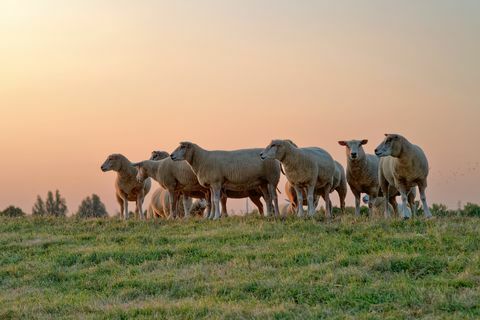 עדר כבשים עומד בשדה בשקיעה, מזרח פריזיה, סקסוניה התחתונה, גרמניה