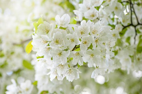 מקרוב, תמונת מאקרו של פרחי פריחת דובדבן לבנה באביב