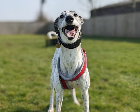 שודד את כלב ההצלה של lurcher בן השמונה