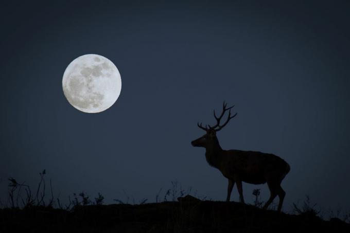 ירח מלא עם דול בצללית המייצג את ירח הצייד של אוקטובר