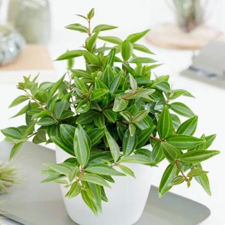 צמחים תלויים מקורה: peperomia quadrangularis