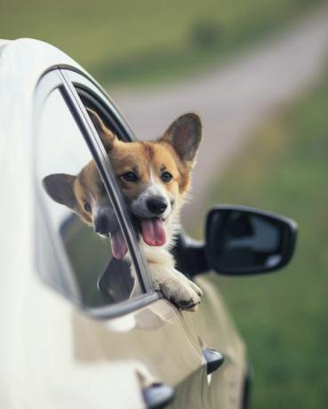 כלב מוציא ראש מחלון המכונית