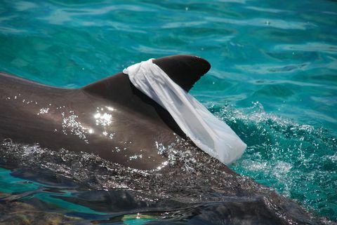 דולפין בקבוקון אטלנטי משחק עם שקית ניילון, גורר אותו סביב סנפיר הגב שלו בשביל הכיף
