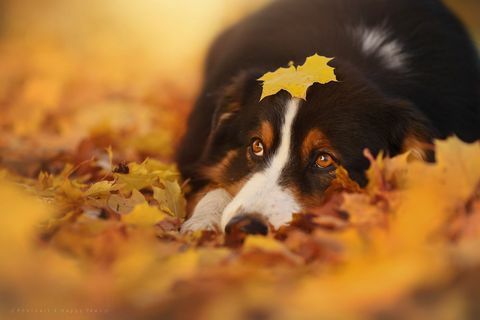 צלם זה מצלם את התמונות המדהימות ביותר של כלבים שנהנים מהסתיו