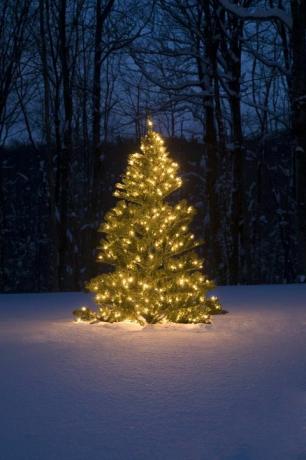עץ חג המולד בחוץ בשלג עם אורות