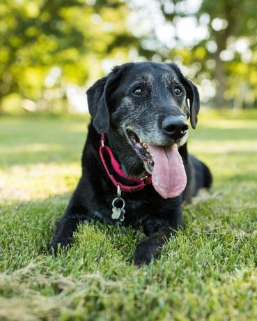 כלב לברדור רטריבר בכיר שוכב בדשא בפארק בחוץ