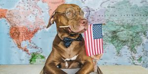חביב, יפה, כלב ודגל אמריקאי תקריב, בתוך הבית