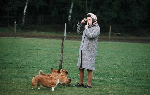 וינדזור, בריטניה מלכת אליזבת השנייה מצלמת את קורגיס שלה בפארק ווינדזור בשנת 1960 בווינדזור, אנגליה תמונה מאת אנואר הוסיינגטי תמונות