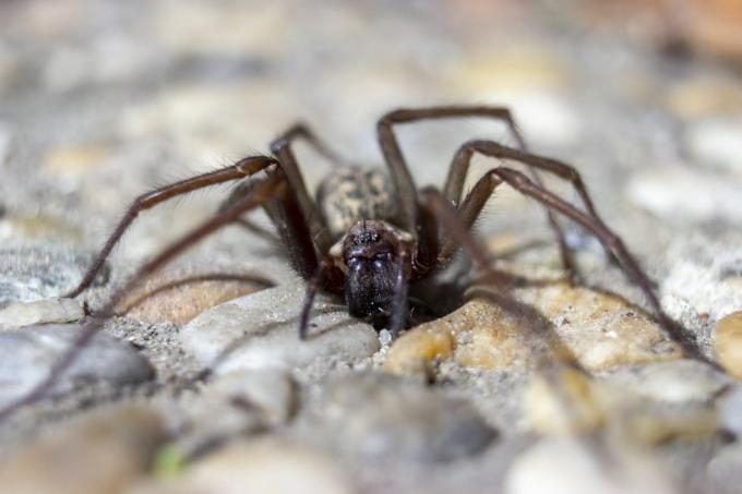 uk spiders - ארון עכביש