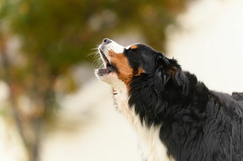 כלב הרים ברנזאי בגיל העמידה נובח בחוץ בצילום מקרוב