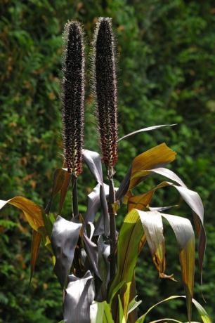 דוחן פנינה סגול baron pennisetum glaucum
