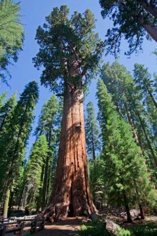 עץ רדווד בפארק הלאומי סקויה, קליפורניה