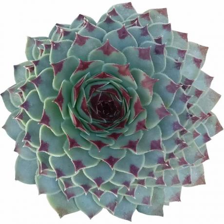 Sempervivum Calcareum Tectorum 