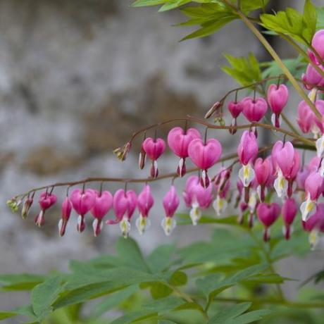 דימום לב (Dicentra spectabilis), אפריל