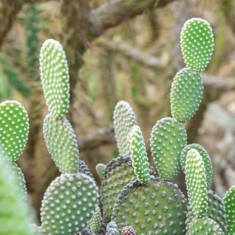 קקטוס opuntia microdasys albida בגן קקטוסים, הנקרא גם כנפי מלאך, קקטוס אוזני ארנב, קקטוס ארנב או קקטוס מנוקד