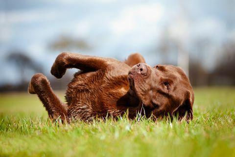 בראברדור רטריבר חום, כלב מתגלגל על ​​הדשא