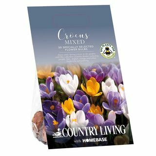 Country Living Mixed Crocus Bulbs