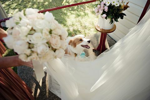 6 דברים שכדאי לזכור אם הכלב שלך מגיע לחתונה שלך