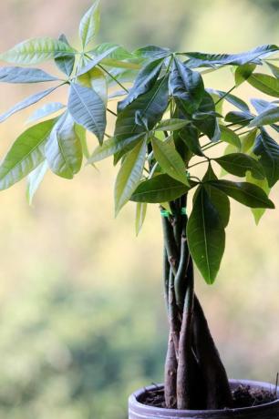 צמחי בית פופולריים צמח עץ כסף