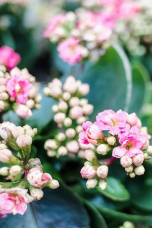צמחי בית פופולריים פרח קלנצ'ו ורוד