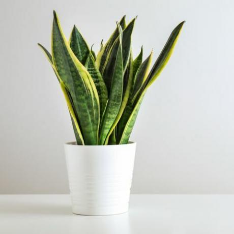 צמח sansevieria בעציץ על שולחן לבן