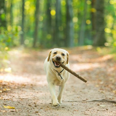 תמונת תקריב של כלב לברדור רטריבר צהוב נושא מקל ביער