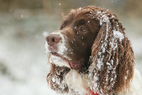 צילום ראש חמוד של כלב שפרינגר ספניאל אנגלי עם שלג על אוזניו ופניו.