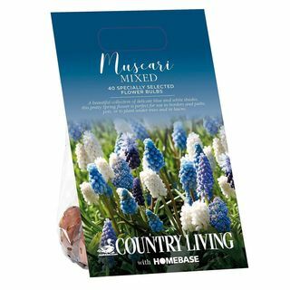 נורות פרחים מעורבות של Country Living Muscari