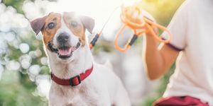 שמח עליז ושובב כלב ג'ק ראסל נרגע ונח על גן המסע בפארק בחוץ ובחוץ בחופשת הקיץ