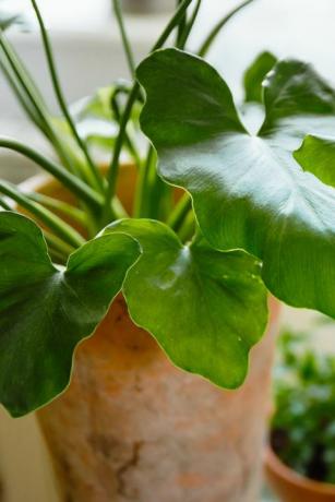 צמחי בית פופולריים עלים ירוקים של פילודנדרון שנגרי לה